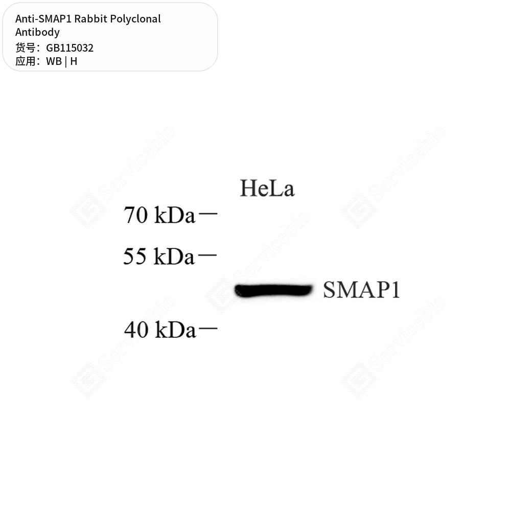 Антитела первичные, поликлональные кролика к SMAP1 человека, 50 мкл
