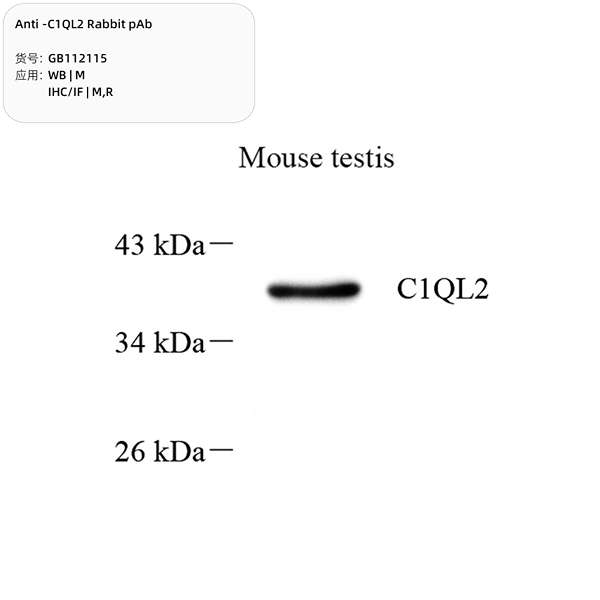 Антитела первичные, поликлональные, C1QL2, 100 мкл