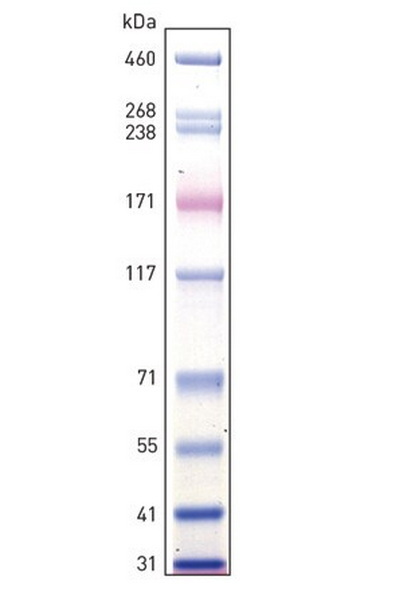Маркеры молекулярной массы белков HiMark, окрашенные, 30 - 460 кДа, 250 мкл