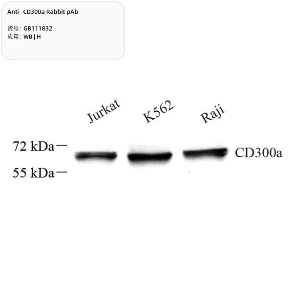 Антитела первичные, поликлональные, CD3a, 100 мкл