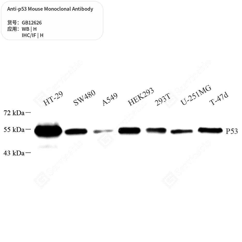Антитела первичные, моноклональные мыши к p53 человека, 50 мкл