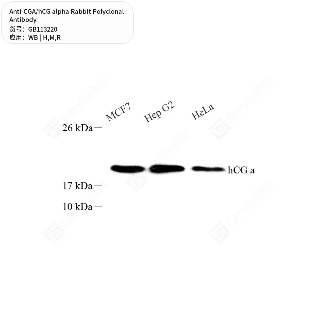 Антитела первичные, поликлональные кролика к CGA/hCG alpha крысы, мыши, человека, 100 мкл