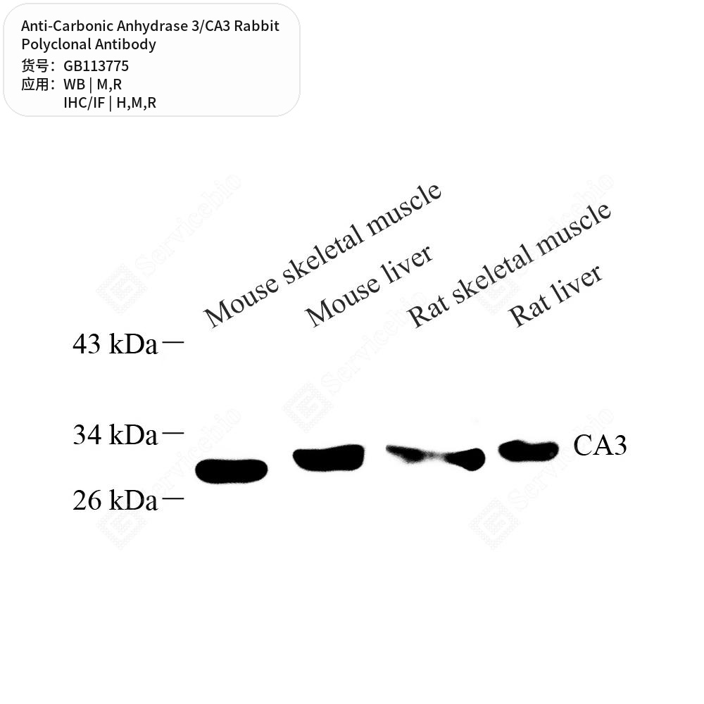 Антитела первичные, поликл. кролика к Carbonic Anhydrase 3/CA3 крысы, мыши, человека, 100 мкл