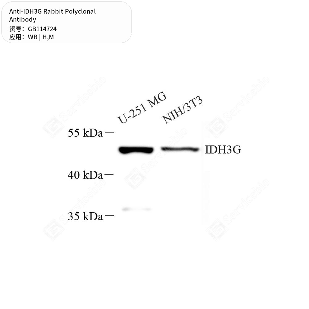 Антитела первичные, поликлональные кролика к IDH3G мыши, человека, 50 мкл