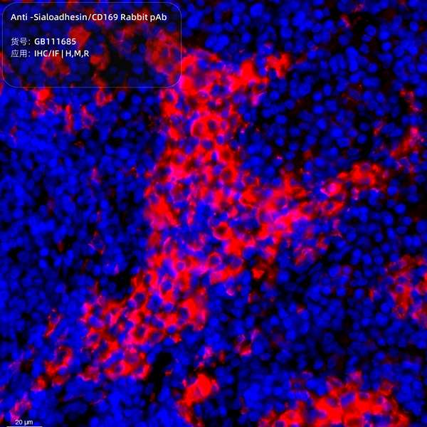 Антитела первичные, поликлональные, Sialoadhesin/CD169, 100 мкл