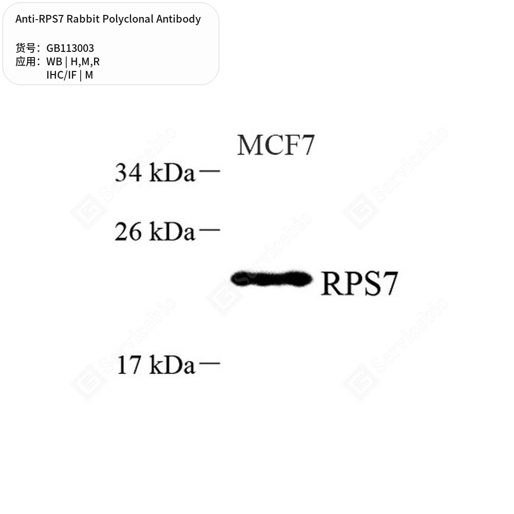 Антитела первичные, поликлональные кролика к RPS7 крысы, мыши, человека, 50 мкл