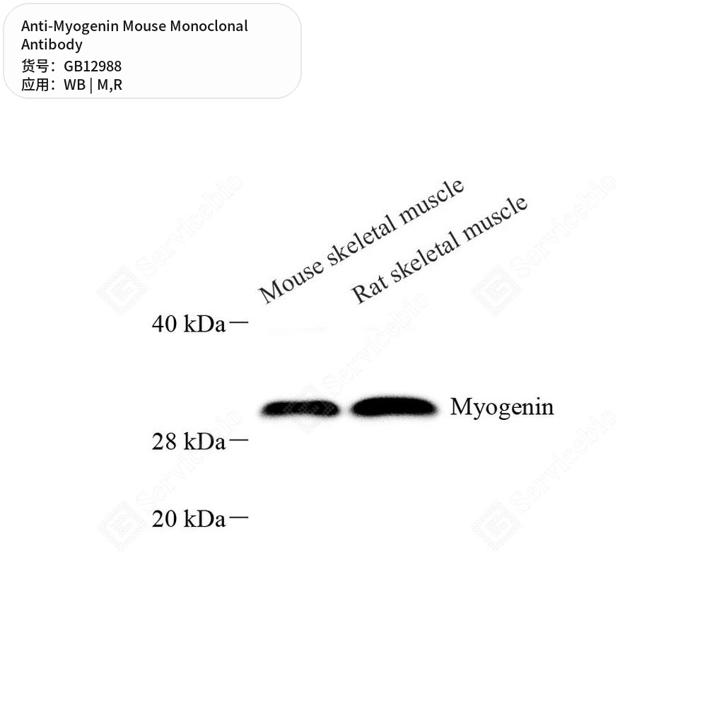 Антитела первичные, моноклональные мыши к Myogenin крысы, мыши, 50 мкл