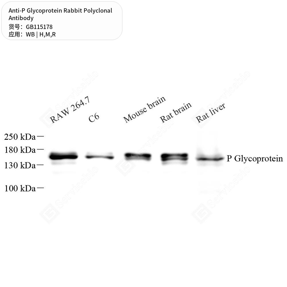 Антитела первичные, поликлональные кролика к P Glycoprotein крысы, мыши, человека, 50 мкл