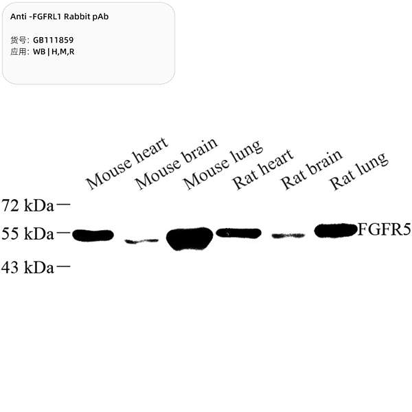 Антитела первичные, поликлональные, FGFRL1, 100 мкл