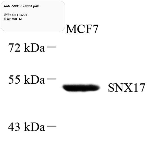 Антитела первичные, поликлональные, SNX17, 100 мкл