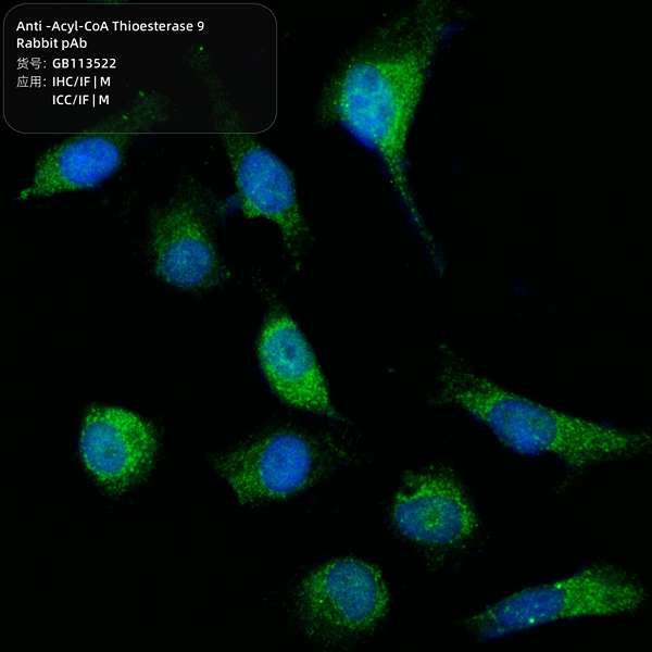 Антитела первичные, поликлональные, Acyl-CoA Thioesterase 9, 100 мкл