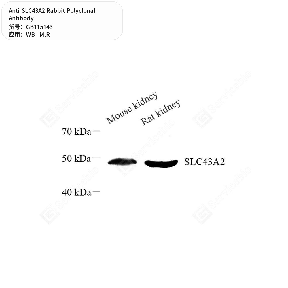 Антитела первичные, поликлональные кролика к SLC43A2 крысы, мыши, 100 мкл