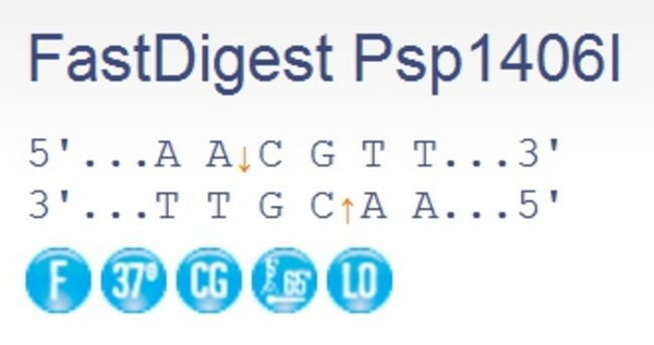 Эндонуклеаза рестрикции ускоренного гидролиза FastDigest Psp1406I, 20 реакций