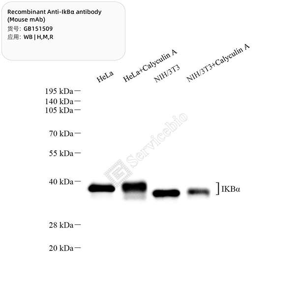Антитела первичные, моноклональные, IKB alpha, 100 мкл