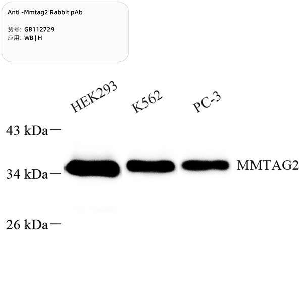 Антитела первичные, поликлональные, Mmtag2, 100 мкл