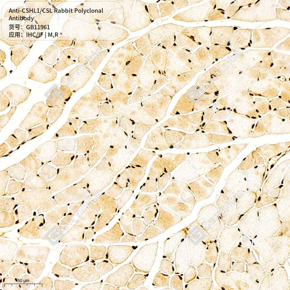 Антитела первичные, поликлональные кролика к CSHL1/CSL крысы, мыши, 50 мкл