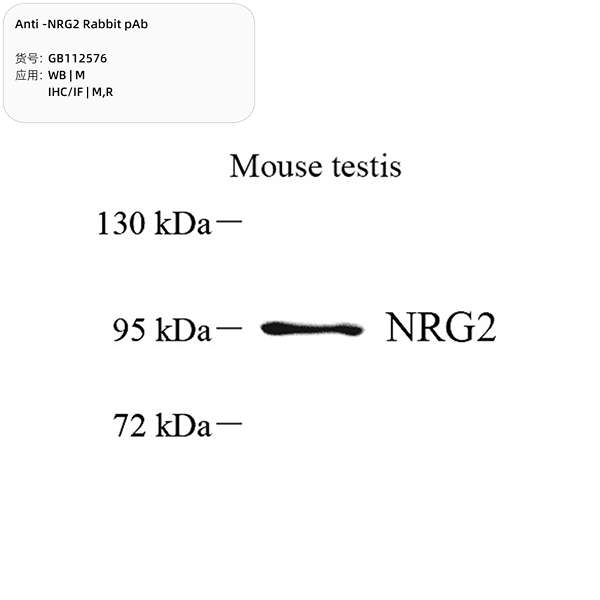 Антитела первичные, поликлональные, NRG2, 100 мкл