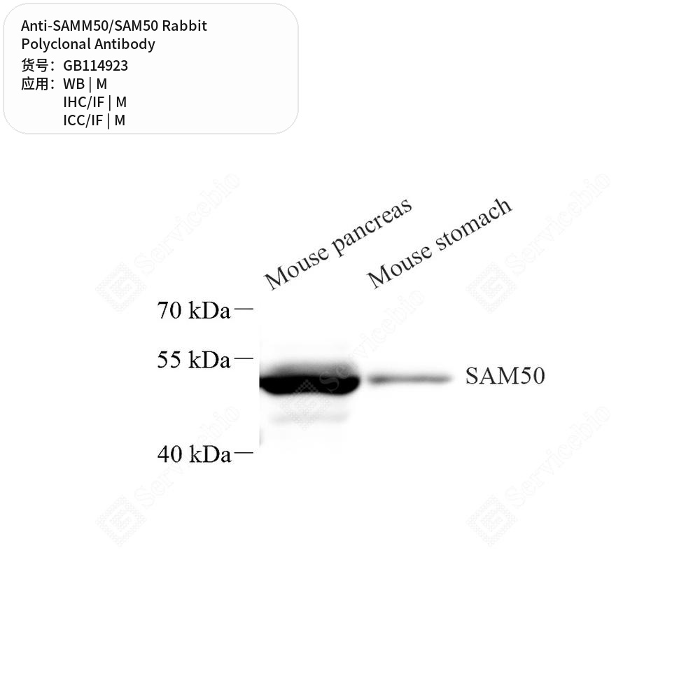 Антитела первичные, поликлональные кролика к SAMM50/SAM50 мыши, 50 мкл