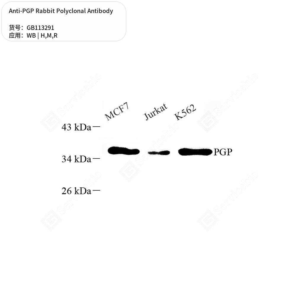 Антитела первичные, поликлональные кролика к PGP крысы, мыши, человека, 100 мкл