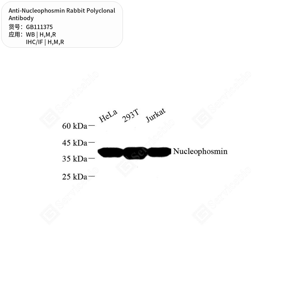 Антитела первичные, поликлональные кролика к Nucleophosmin крысы, мыши, человека, 100 мкл