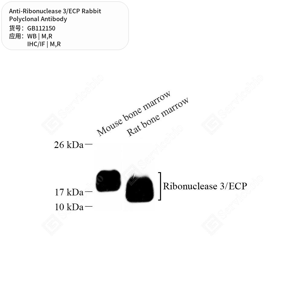 Антитела первичные, поликлональные кролика к Ribonuclease 3/ECP крысы, мыши, 100 мкл