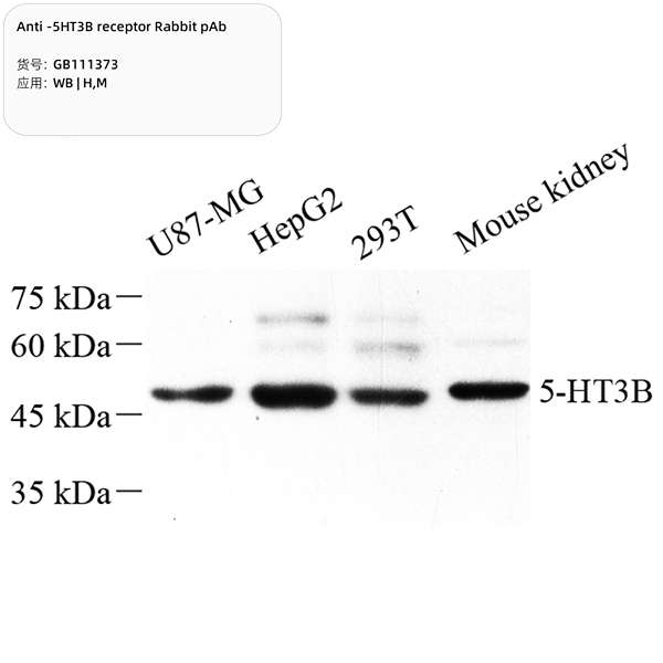 Антитела первичные, поликлональные, 5HT3B receptor, 100 мкл