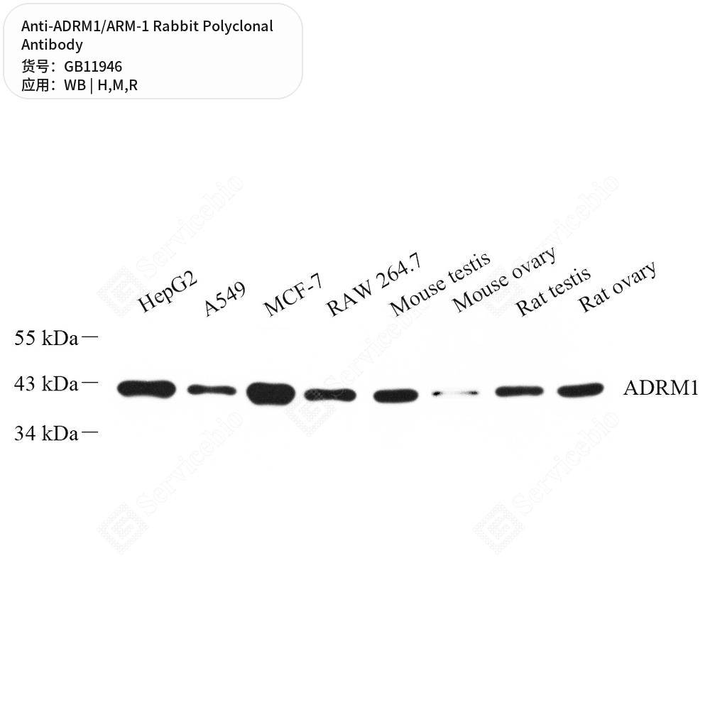 Антитела первичные, поликлональные кролика к ADRM1/ARM-1 крысы, мыши, человека, 50 мкл