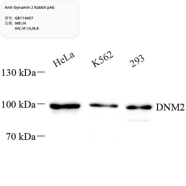 Антитела первичные, поликлональные, Dynamin 2, 100 мкл