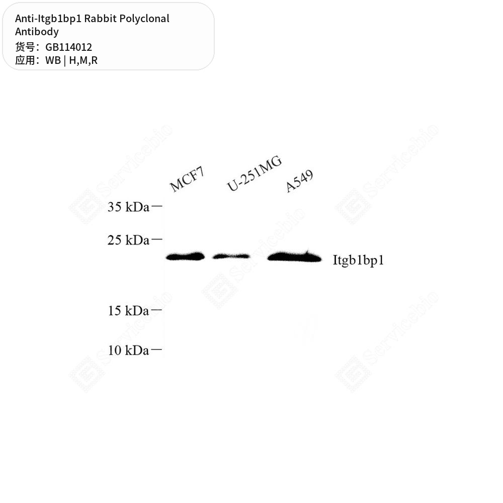 Антитела первичные, поликлональные кролика к Itgb1bp1 крысы, мыши, человека, 50 мкл