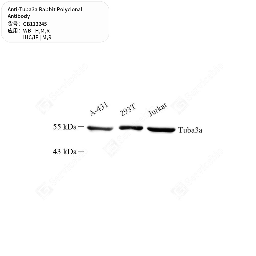 Антитела первичные, поликлональные кролика к Tuba3a крысы, мыши, человека, 100 мкл