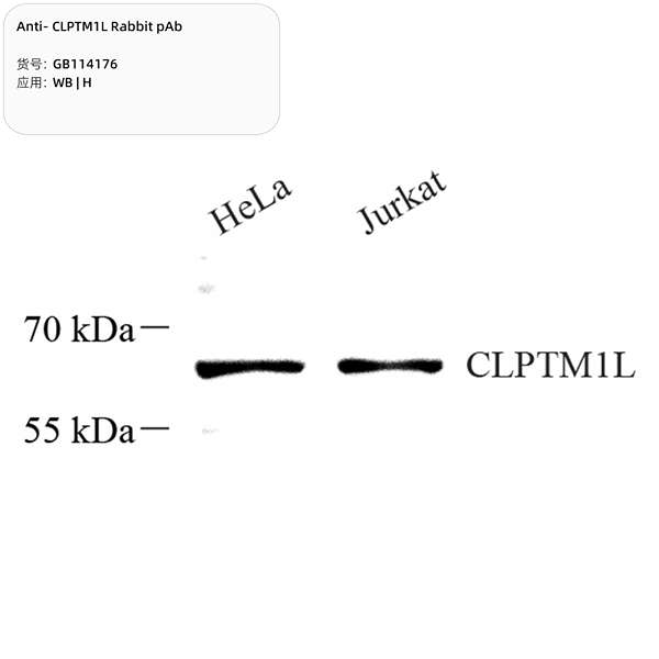Антитела первичные, поликлональные, CLPTM1L, 100 мкл