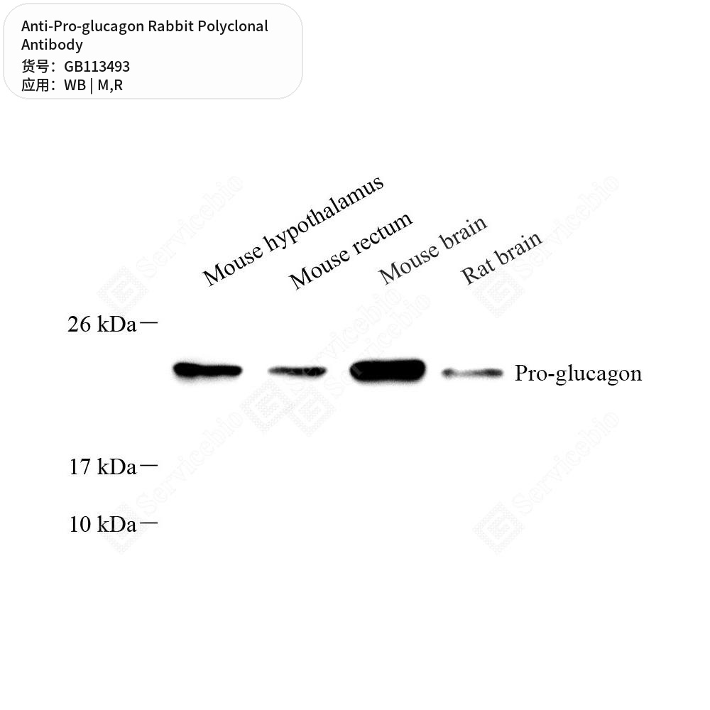 Антитела первичные, поликлональные кролика к Pro-glucagon крысы, мыши, 100 мкл