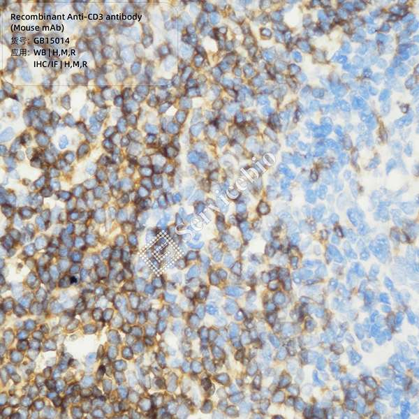 Антитела первичные, моноклональные, CD3, 100 мкл