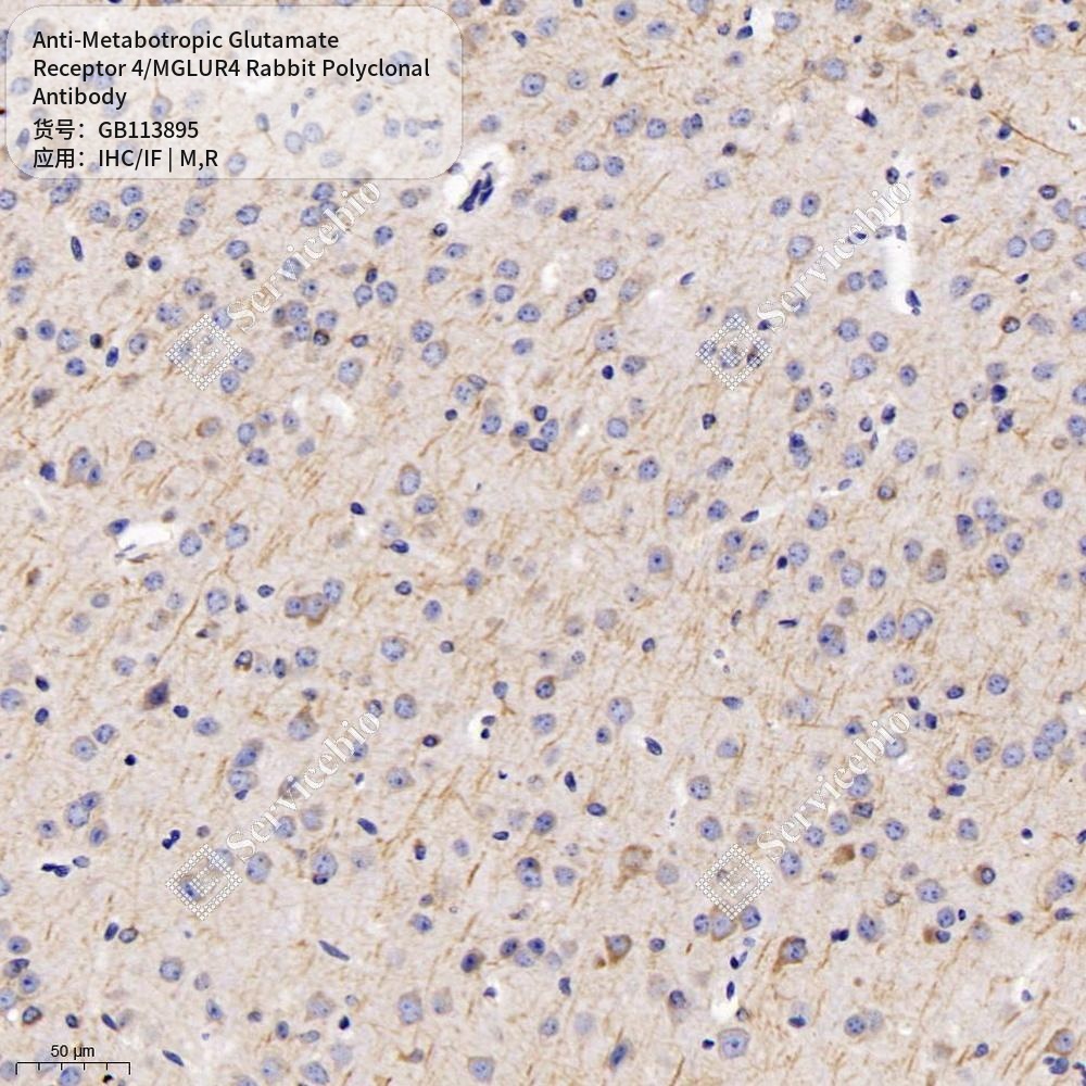 Антитела первичные, поликл. кролика к Metabotropic Glutamate Receptor 4/MGLUR4 крысы, мыши, 100 мкл