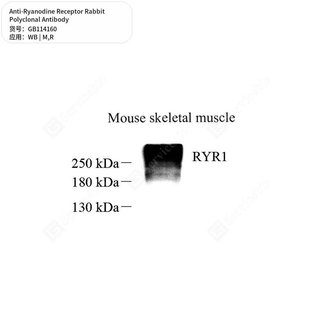 Антитела первичные, поликлональные кролика к Ryanodine Receptor крысы, мыши, 100 мкл