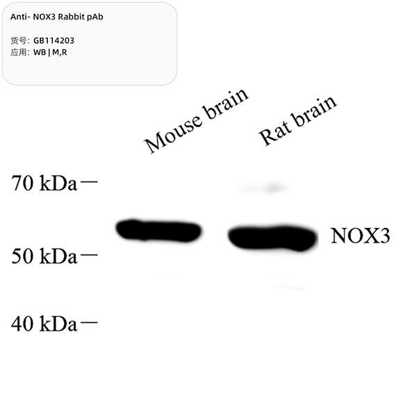 Антитела первичные, поликлональные, NOX3, 100 мкл