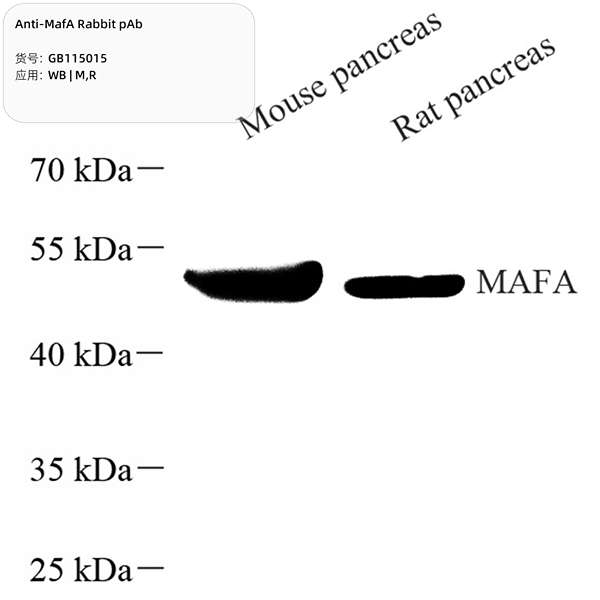 Антитела первичные, поликлональные, MafA, 100 мкл