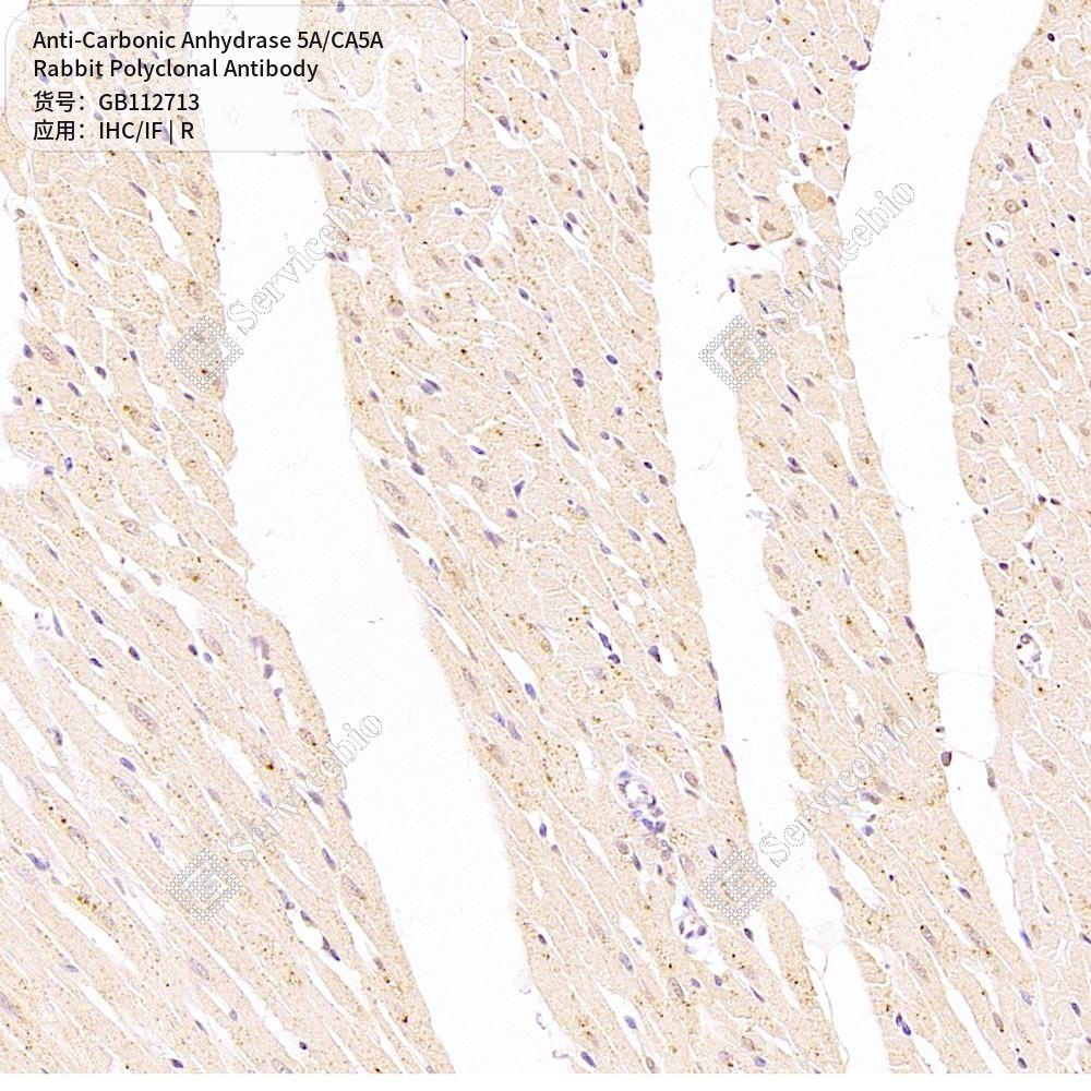Антитела первичные, поликлональные кролика к Carbonic Anhydrase 5A/CA5A крысы, 100 мкл