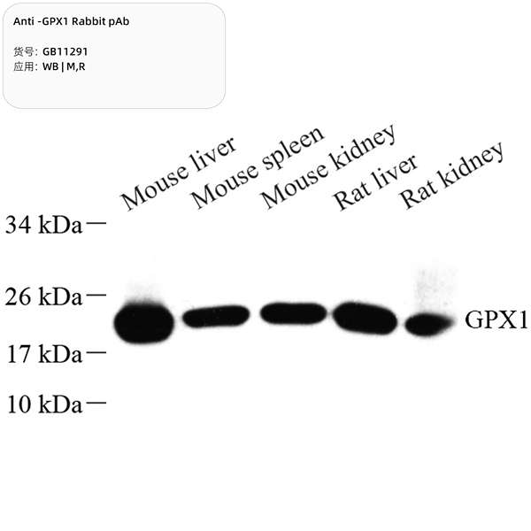 Антитела первичные, поликлональные, GPX1, 100 мкл