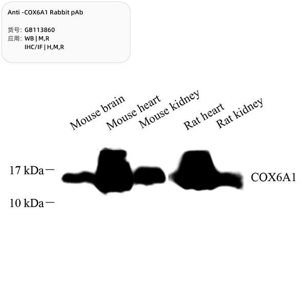 Антитела первичные, поликлональные, COX6A1, 100 мкл