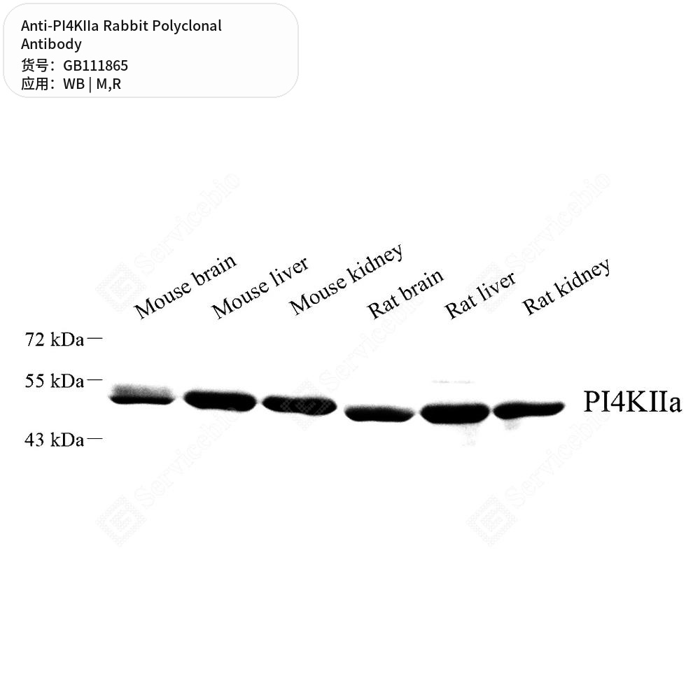 Антитела первичные, поликлональные кролика к PI4KIIa крысы, мыши, 100 мкл