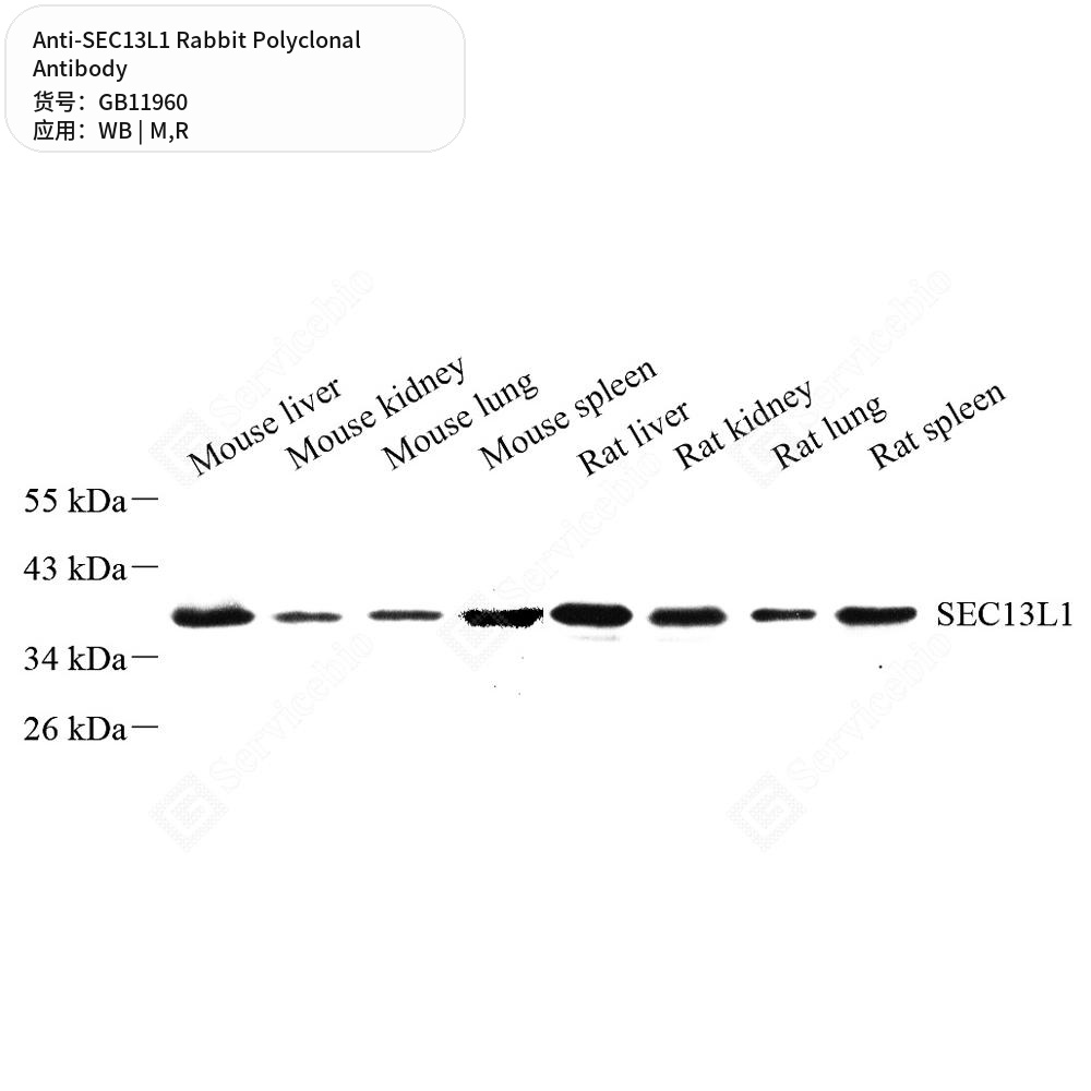 Антитела первичные, поликлональные кролика к SEC13L1 крысы, мыши, 50 мкл