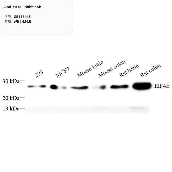 Антитела первичные, поликлональные, eIF4E, 100 мкл