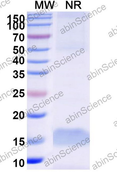 Наноантитела MAGEB1 (SAA0834), 100 мкг