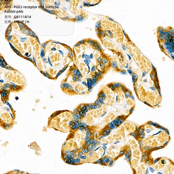 Антитела первичные, поликлональные, PGE2 receptor EP4 subtype, 100 мкл
