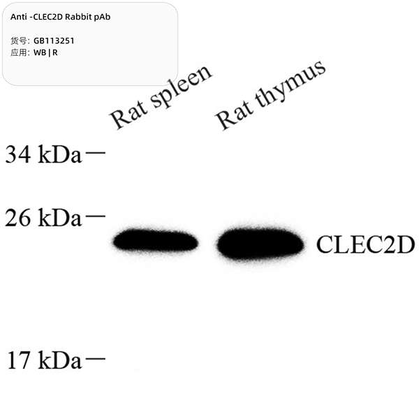 Антитела первичные, поликлональные, CLEC2D, 100 мкл