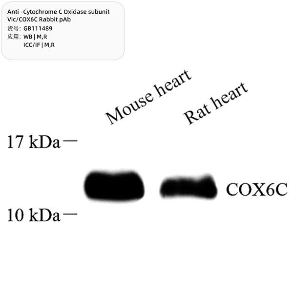 Антитела первичные, поликлональные, Cytochrome C Oxidase subunit VIc/COX6C, 100 мкл