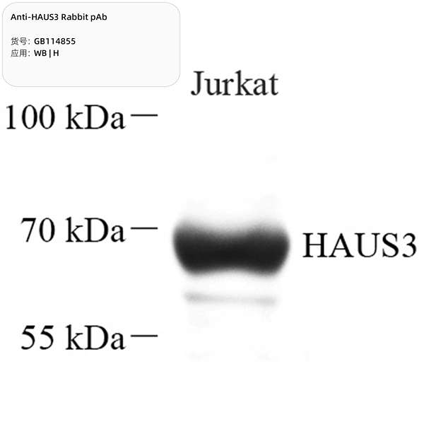 Антитела первичные, поликлональные, HAUS3, 100 мкл
