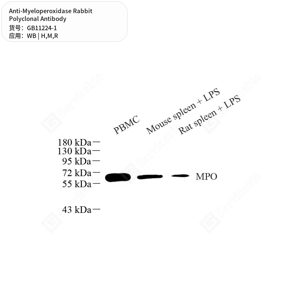 Антитела первичные, поликлональные кролика к Myeloperoxidase крысы, мыши, человека, 100 мкл