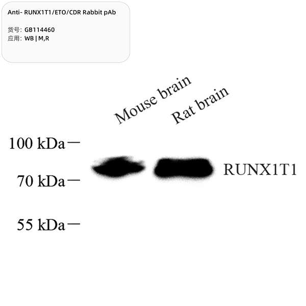 Антитела первичные, поликлональные, RUNX1T1/ETO/CDR, 100 мкл